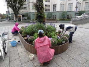 キクを植え、秋の彩