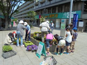 黄色のマリーゴールドを植えていきます