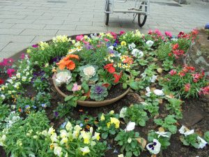ガーデンベアの頭の花