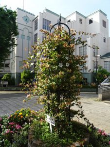 中央のオベリスクにはクレマチスやスイカズラの花が咲き、とても良い香りがします