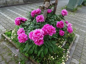大輪の芍薬には足を止める方も