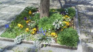 紫のムスカリが咲く街路樹花壇