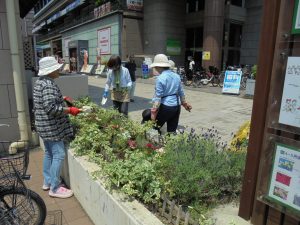 駅前花壇は香りのラベンダー
