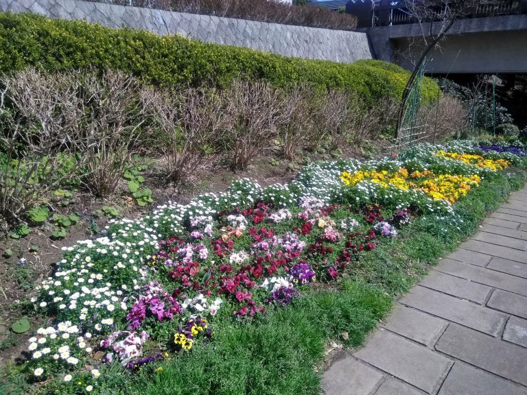 緑道くさぶえのみち入り口でお迎えする春の花壇左側