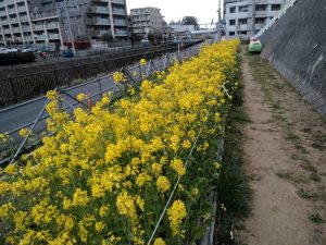 早渕川・老馬谷ガーデンに咲く菜の花