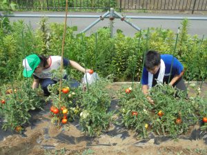 都市緑化研の学生も収穫