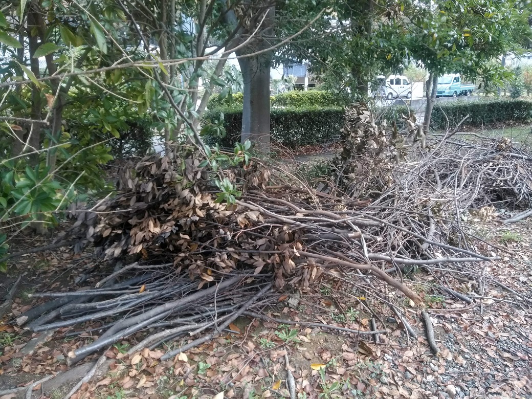 台風の後、折れた枝を集めます