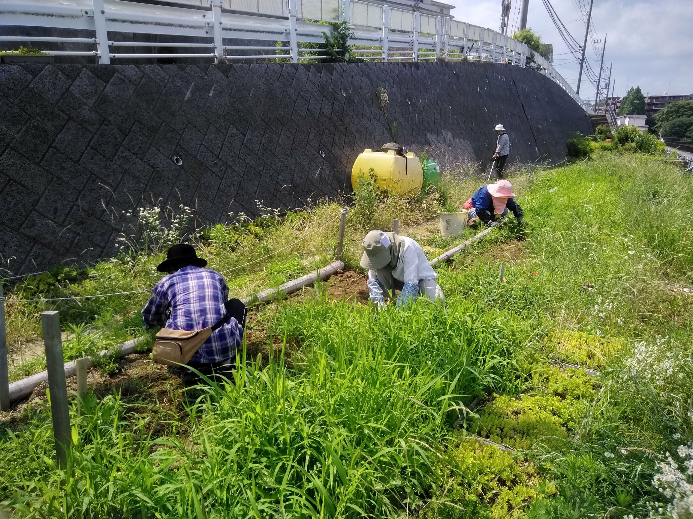 4 5月に種まきした花壇の雑草取り ぐるっと緑道