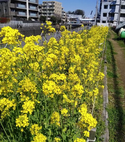 【HRG】2020年3月18日（水）初春の花が一杯の中で自主作業