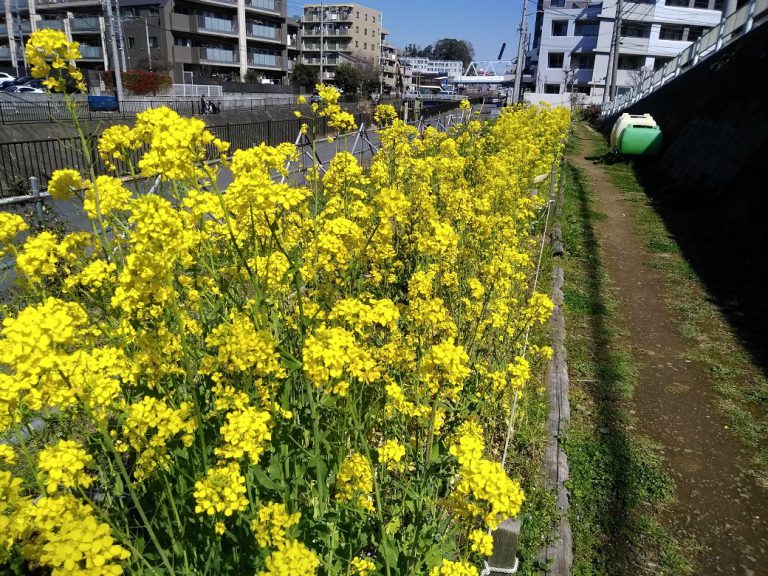 3月　不動尊側園路菜の花