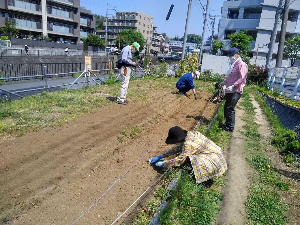 Hrg 年5月2日 土 センニチコウとコスモスの種まき ぐるっと緑道