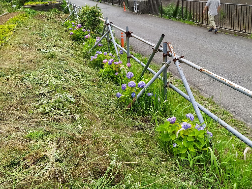 Hrg 年6月6日 土 アジサイ ブルーベリーの苗を植えました ぐるっと緑道