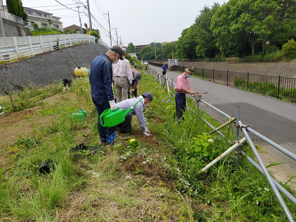 Hrg 年6月6日 土 アジサイ ブルーベリーの苗を植えました ぐるっと緑道