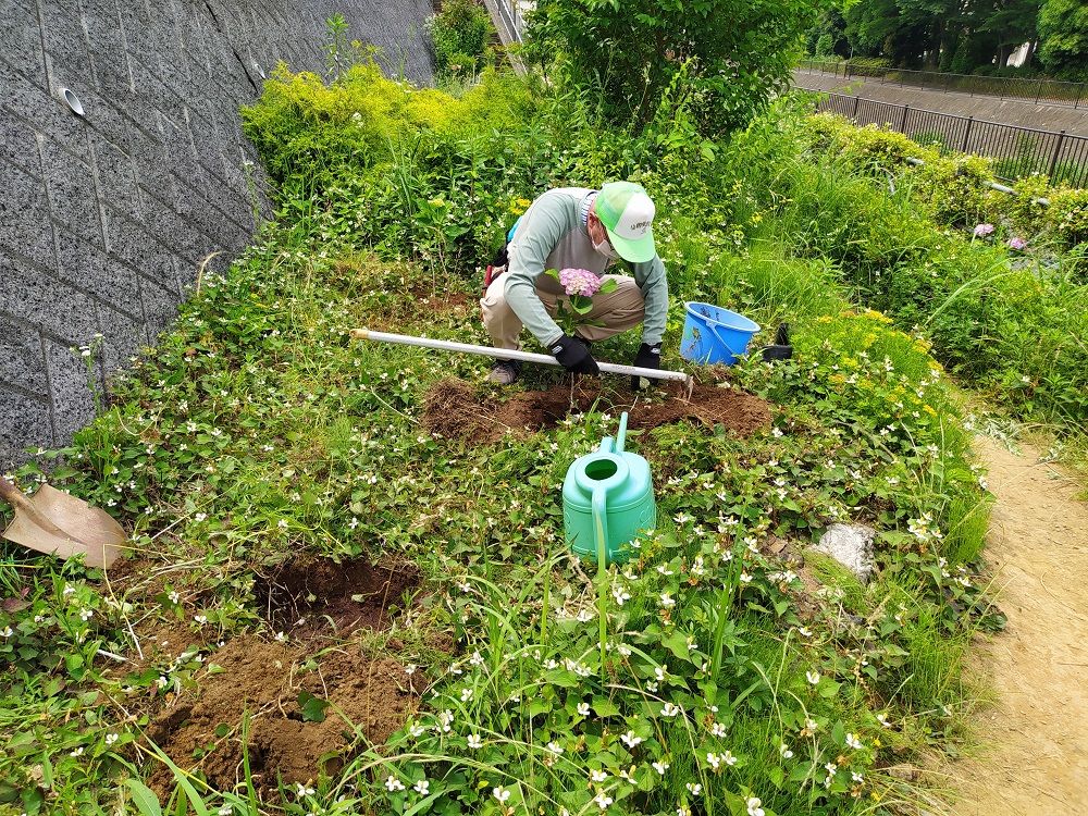 Hrg 年6月6日 土 アジサイ ブルーベリーの苗を植えました ぐるっと緑道