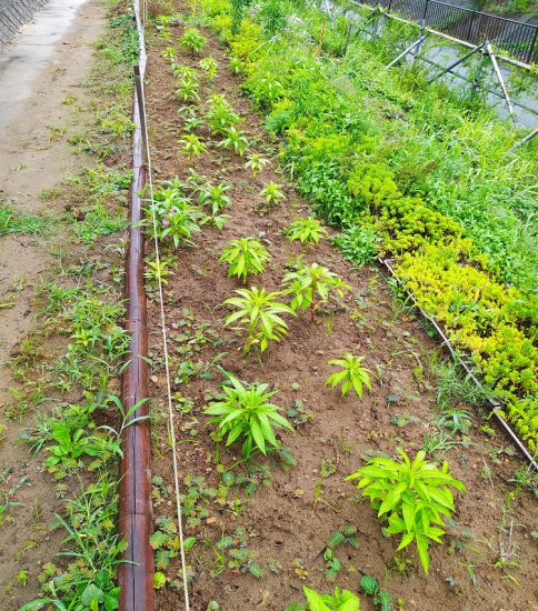 【HRG】2020年7月15日（水）梅雨空の中で一年草植替えと雑草退治
