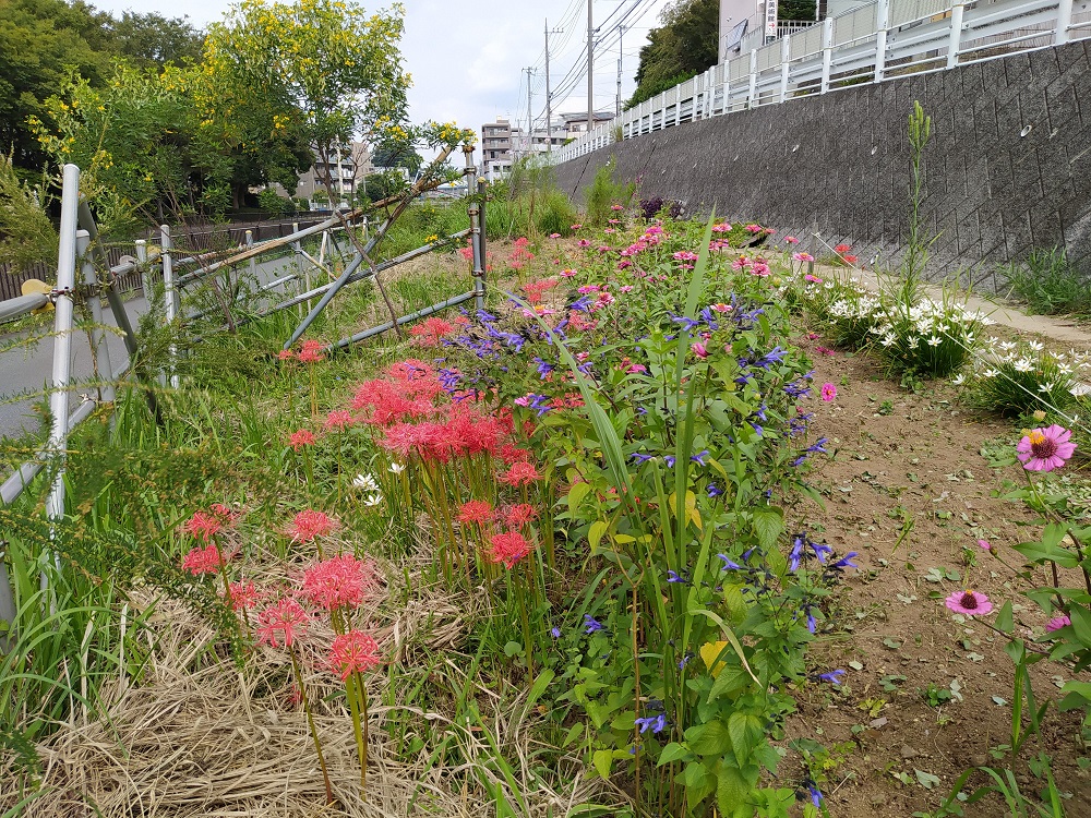 Hrg 年10月3日 土 秋の花が咲く中で春の準備 ぐるっと緑道