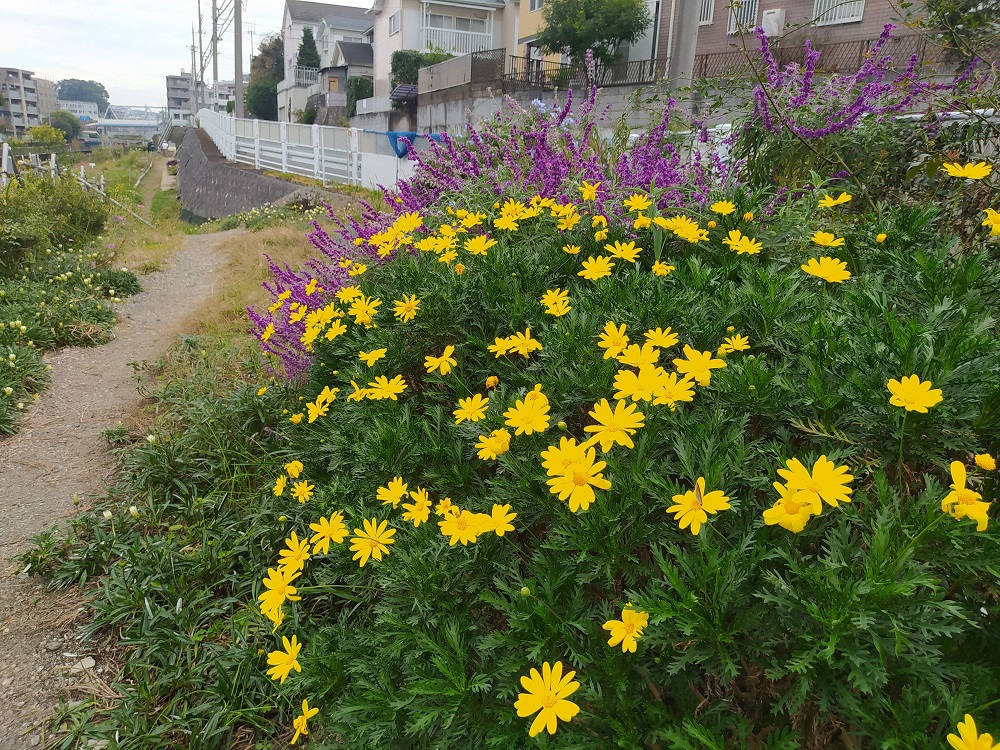 Hrg 年11月7日 土 来春に備え菜の花などの種まき準備 ぐるっと緑道