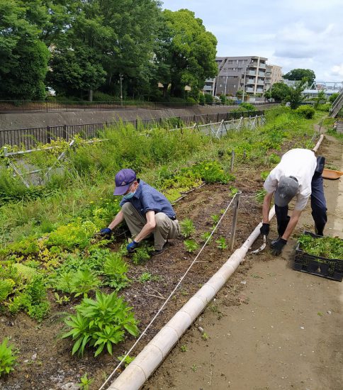 【HRG】2021年6月20日（日） 有志で園路花壇の草取りと植替え
