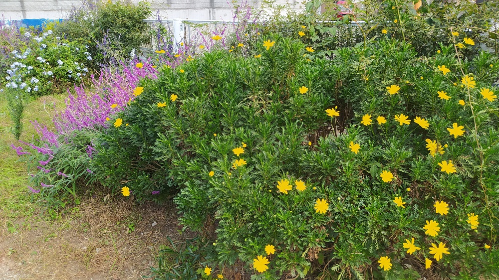 Hrg 21年11月7日 土 子供も参加し菜の花の種まき ぐるっと緑道 Hrg 21年11月7日 土 子供も参加し菜の花の種まき ぐるっと緑道