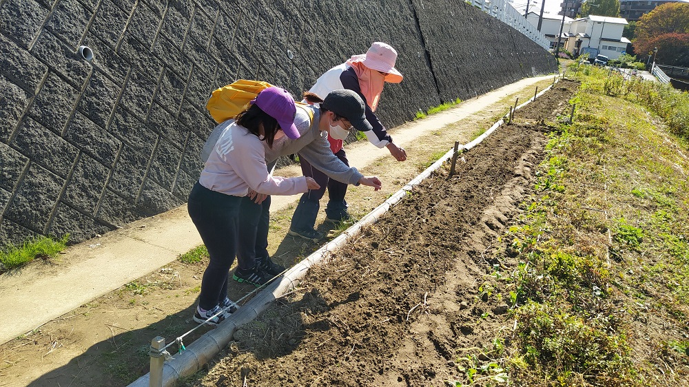 Hrg 21年11月7日 土 子供も参加し菜の花の種まき ぐるっと緑道