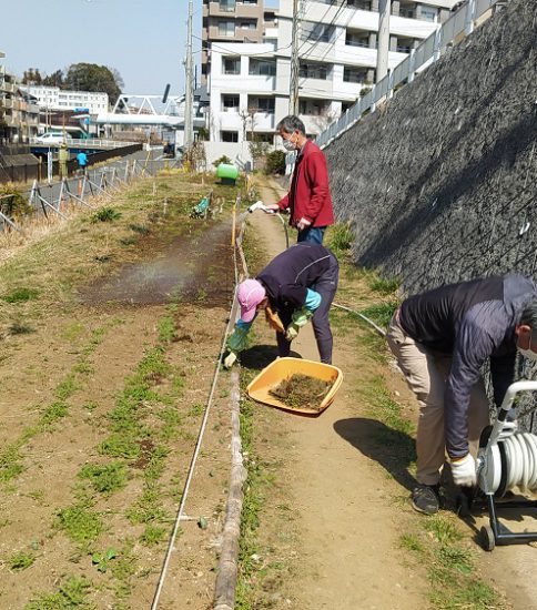 【HRG】2022年3月5日（土）菜の花の間引きと散水