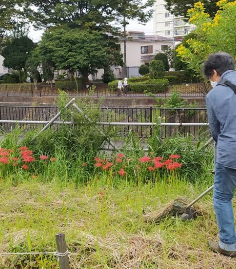 【HRG】2022年9月20日（水）コスモス、彼岸花の咲く中でガーデニング