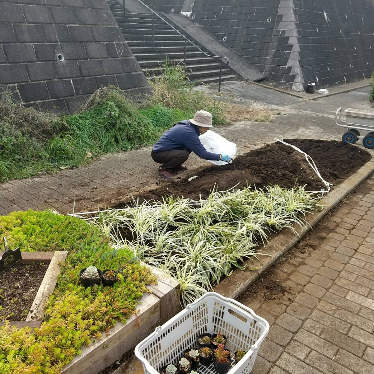 【遊歩道】第2地区花壇のデザイン変更で植替え実施