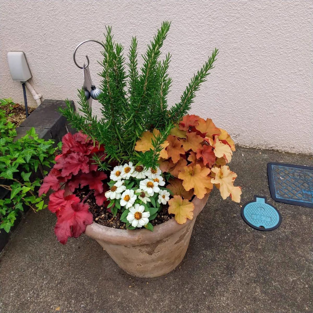 【自宅緑化】ジニアに植え替え