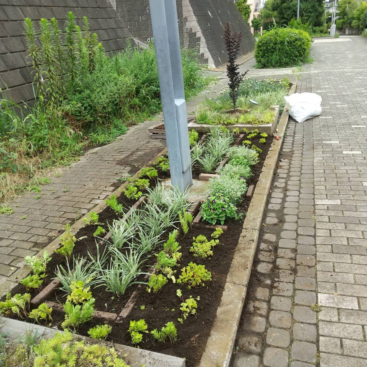 【遊歩道】第2地区花壇に多肉植物キリンソウ植付