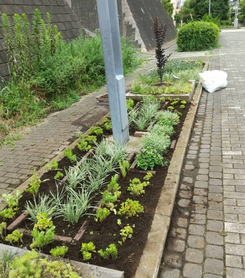 【遊歩道】第2地区花壇に多肉植物キリンソウ植付