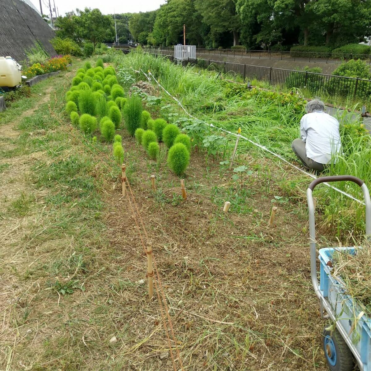 【HRG】8/7（木）　散水と草刈り