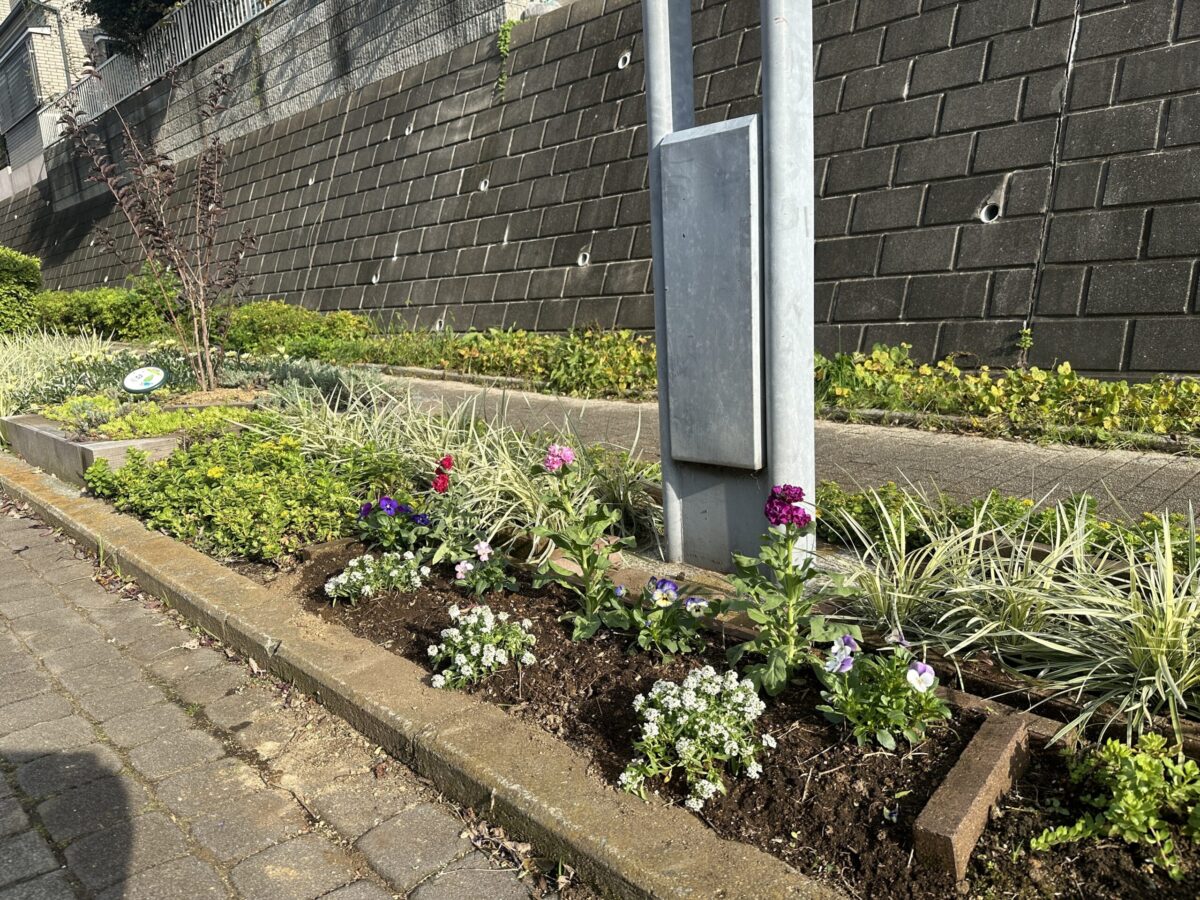 【遊歩道】冬花へ植替え