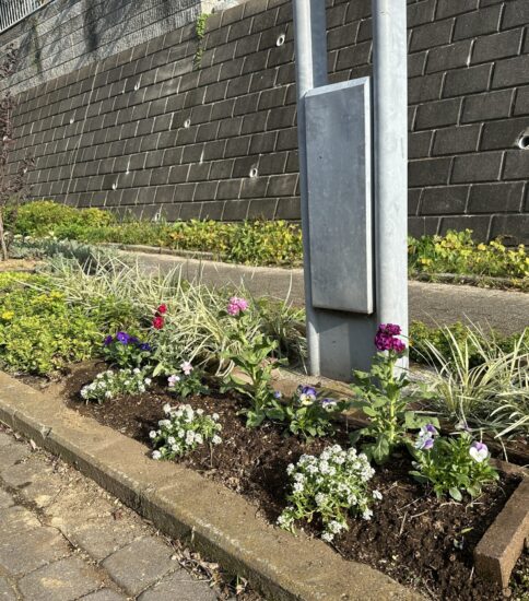 【遊歩道】冬花へ植替え
