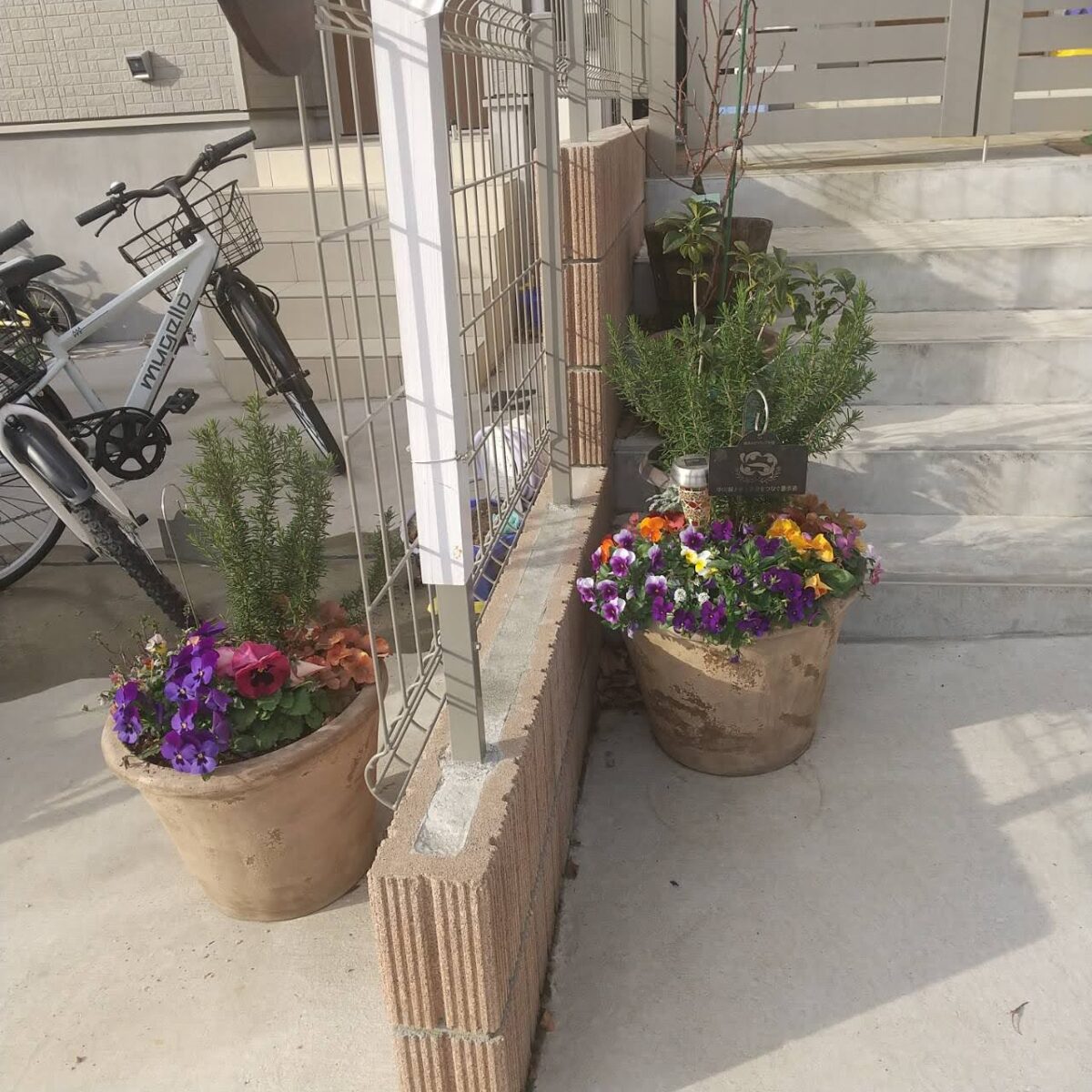 【自宅緑化】冬花のパンジーとビオラに植え替え