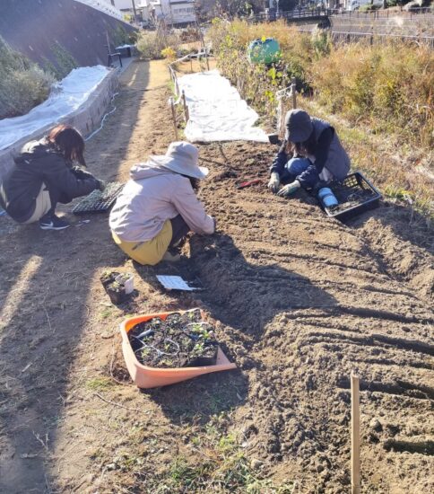 【HRG】12/17（水）第2回ネモフィラ花苗植込み