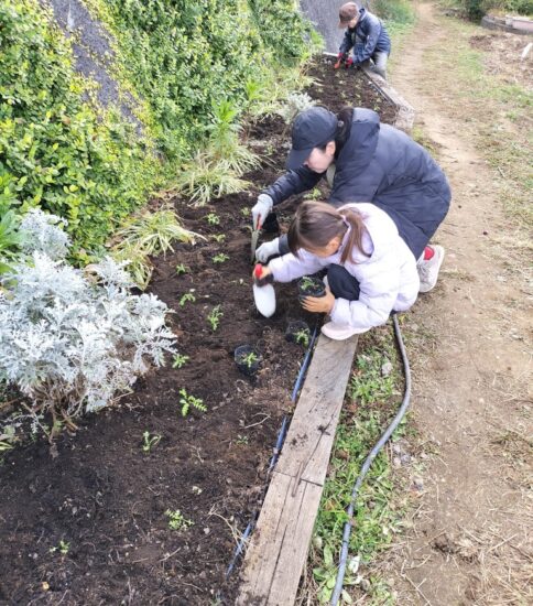 【HRG】12/6（土）ネモフィラ花苗植込み