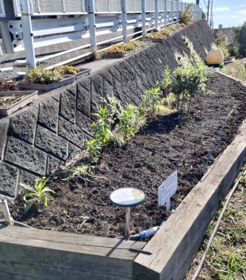 【HRG】ネモフィラの追加種まき