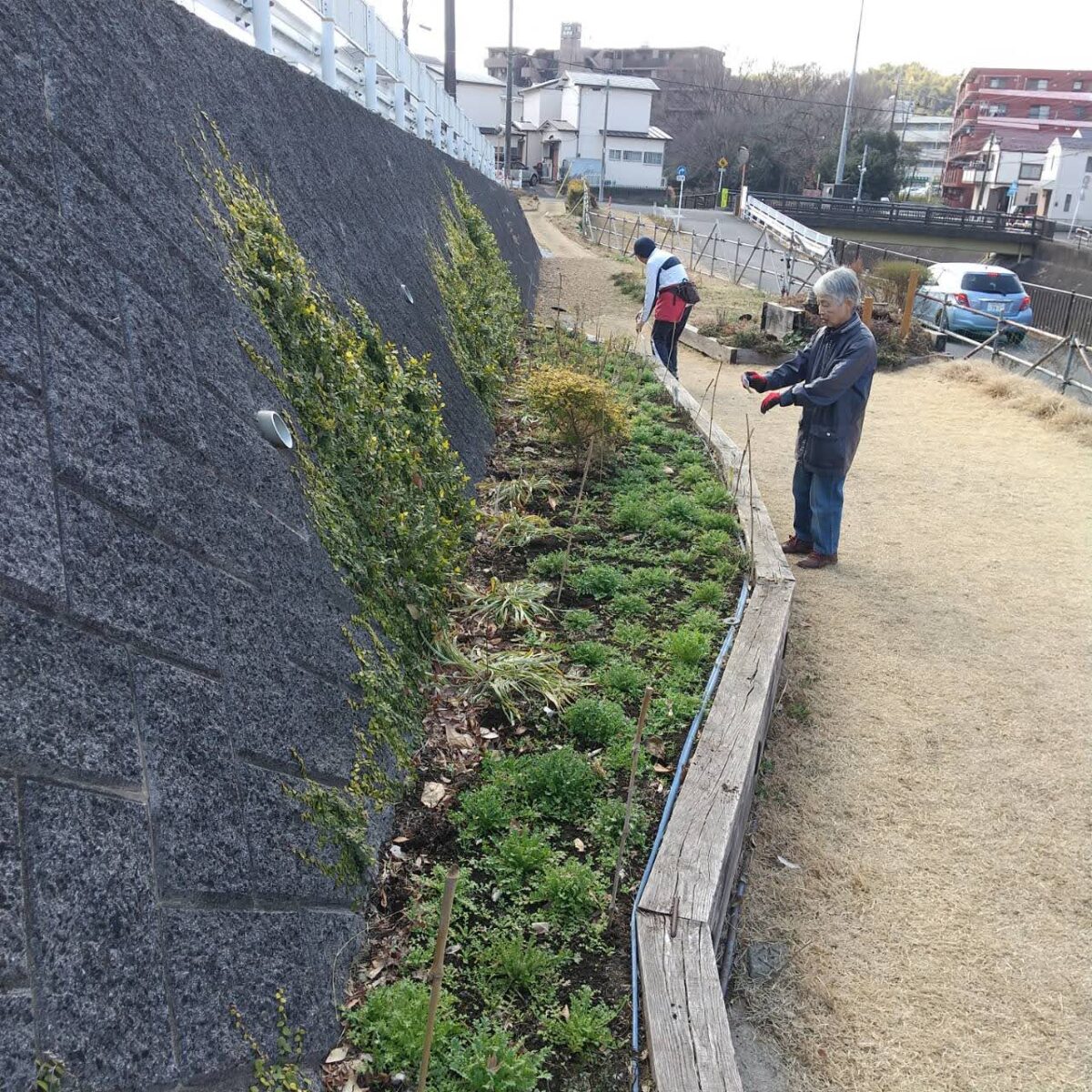 【HRG】ネモフィラの防霜シート外し 