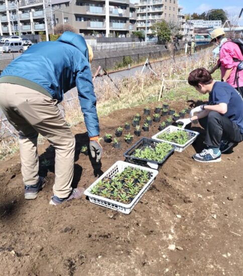【HRG】新ネモフィラ花壇ができました 