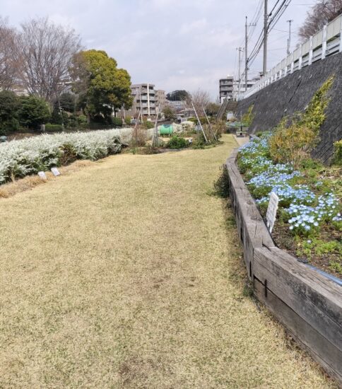 【HRG】ネモフィラ祭に向けて整備 